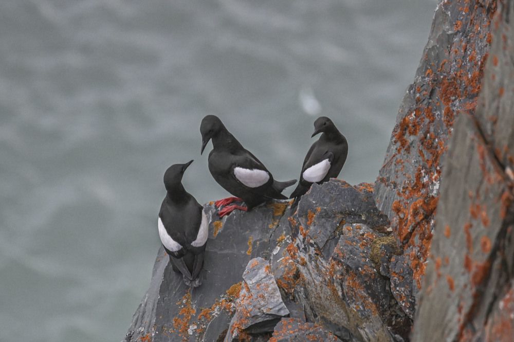 Photograph by Алексей Логинов