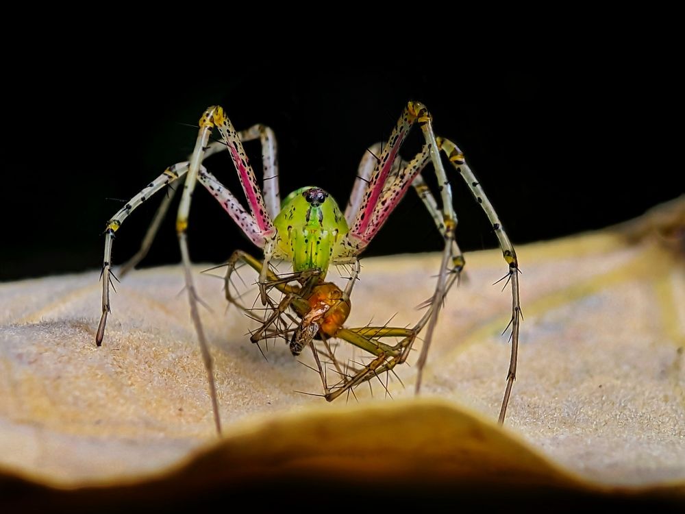 Фотография автора Ramprasad Das