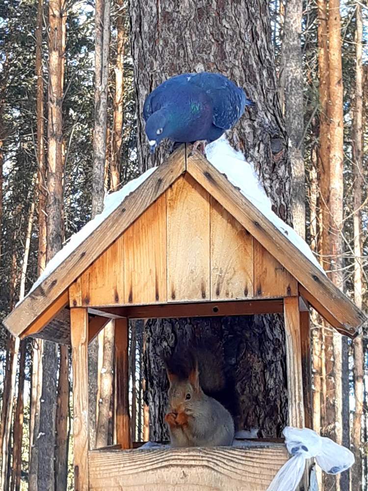 Фотография автора Наталья Шендяпина
