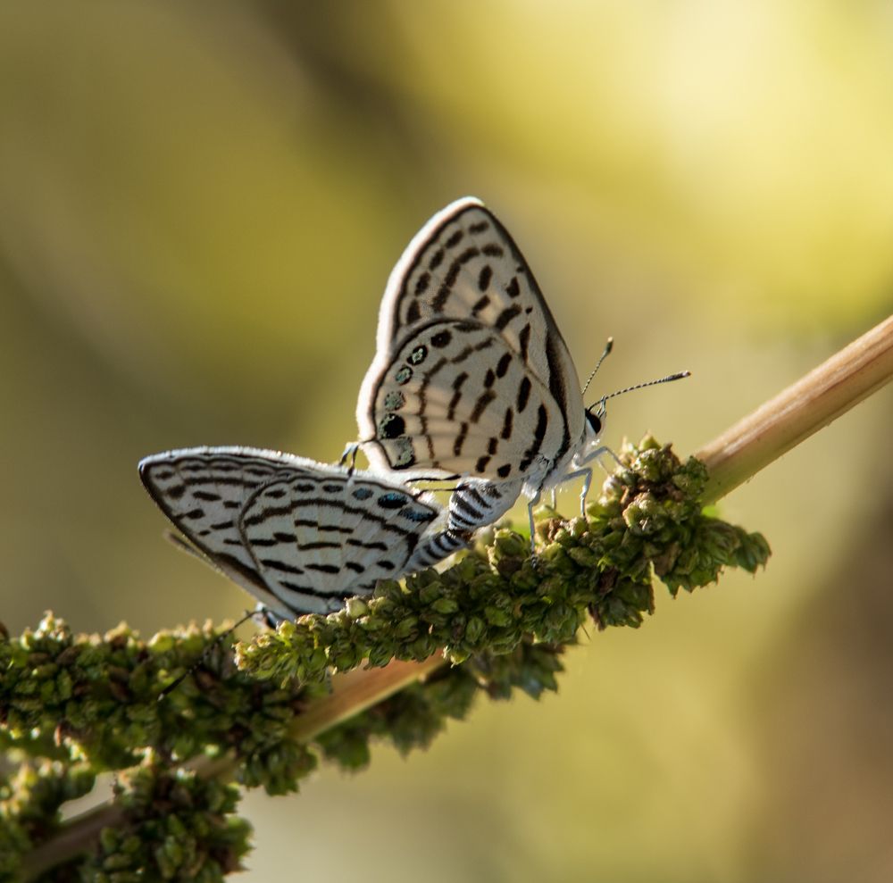 Photograph by Mojgan Sheykhi