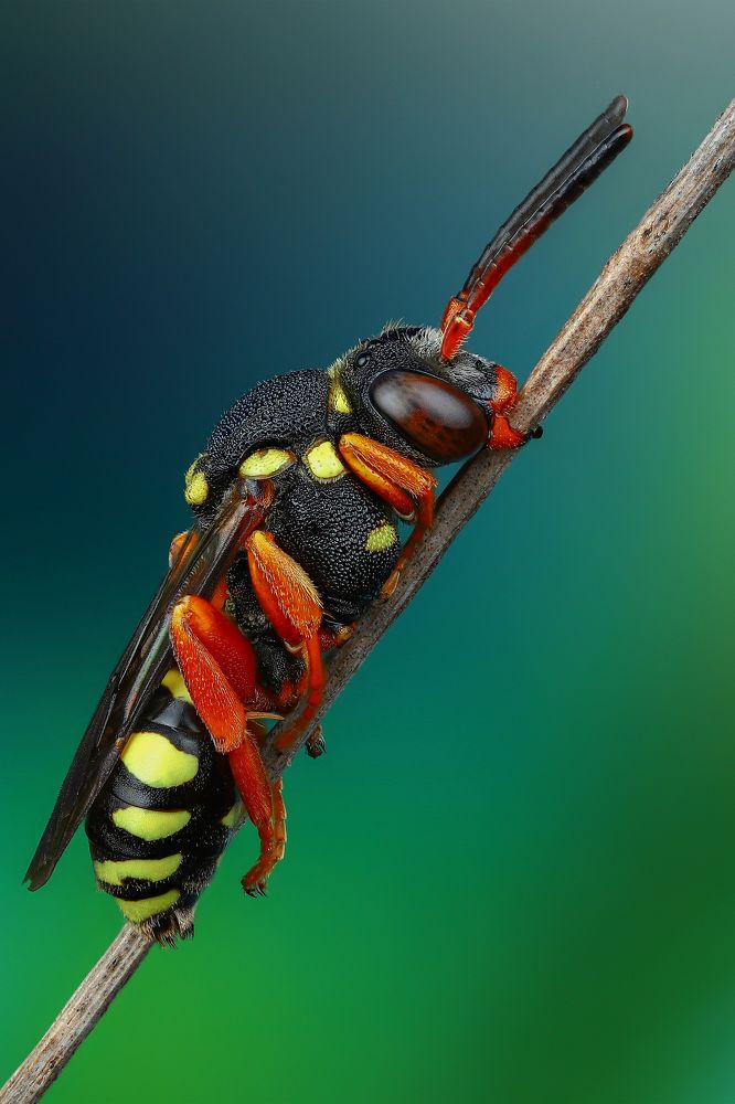 Фотография автора Андрей Шаповалов