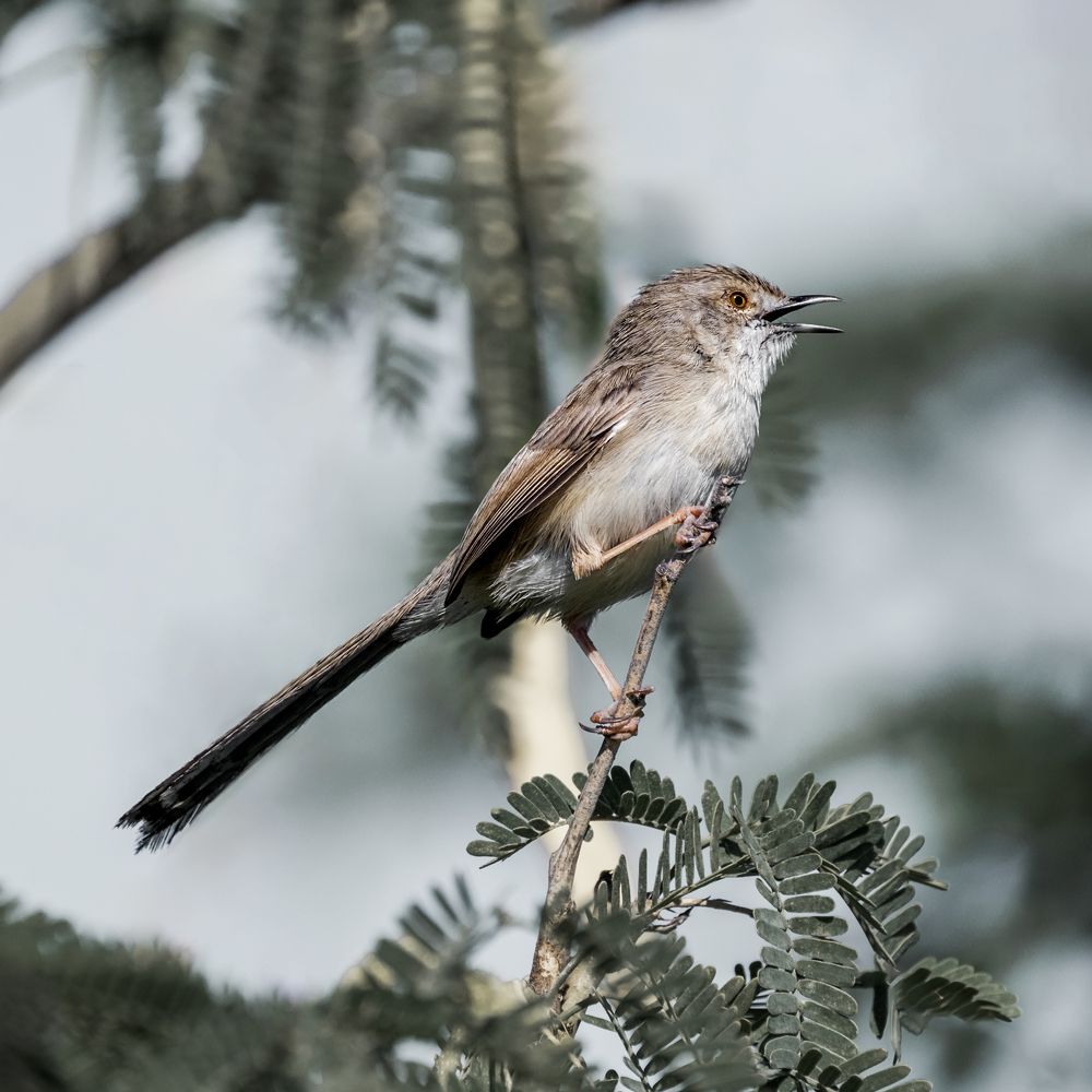 Photograph by Mojgan Sheykhi