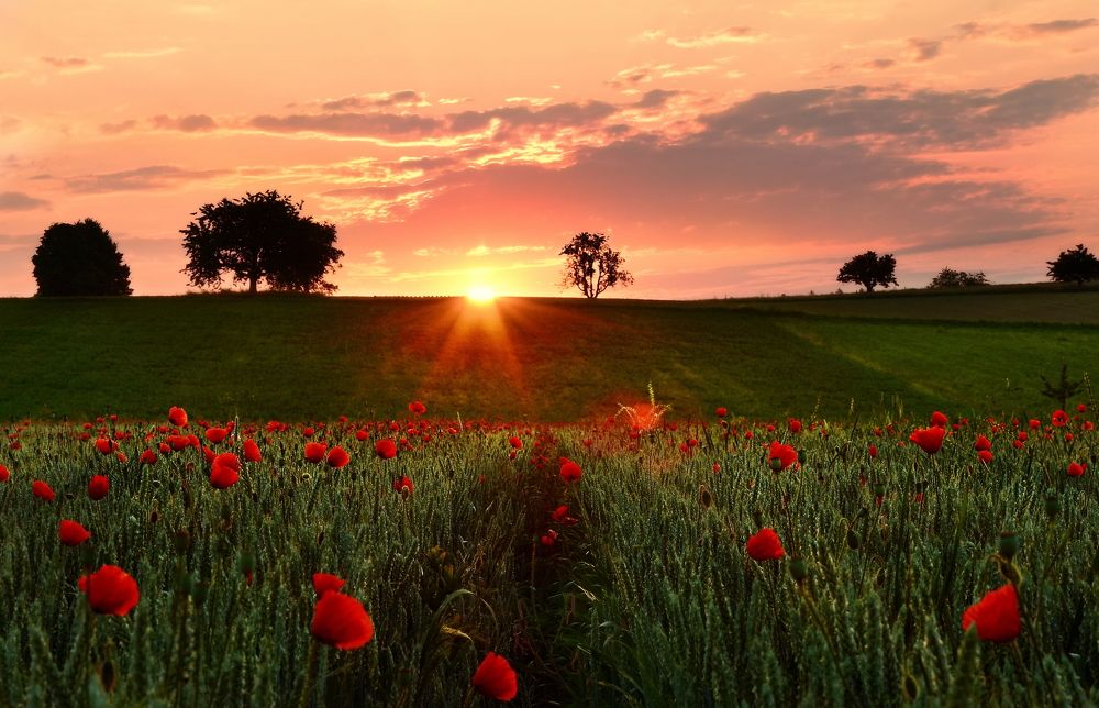 Photograph by Elena Wymann