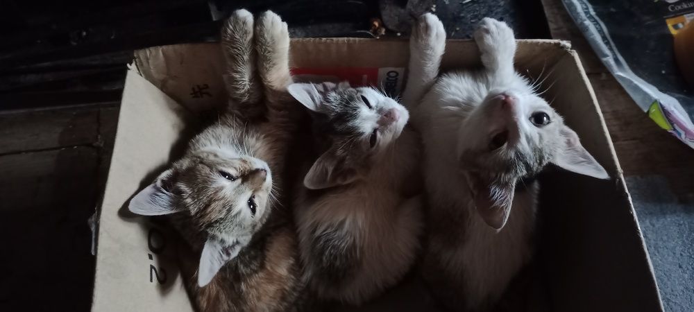 Triplet kittens waiting for their mom