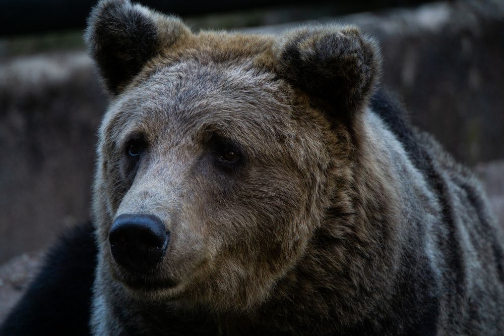 Портрет медведя