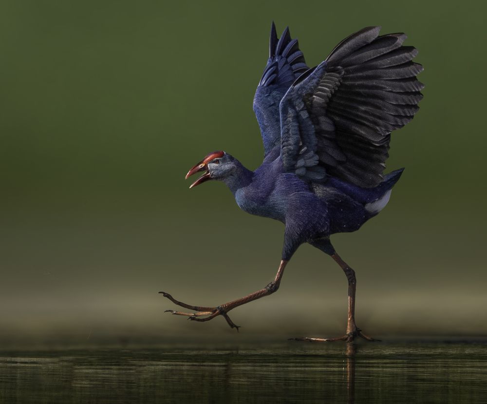 Фотография автора MOHAMED ISMAIL