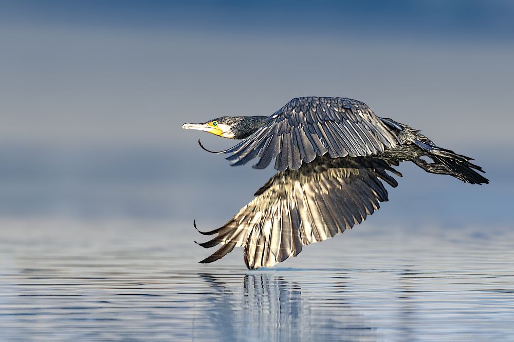 Фотография автора MOHAMED ISMAIL