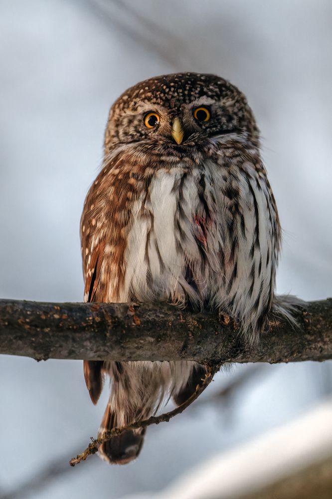 Воробьиный сыч