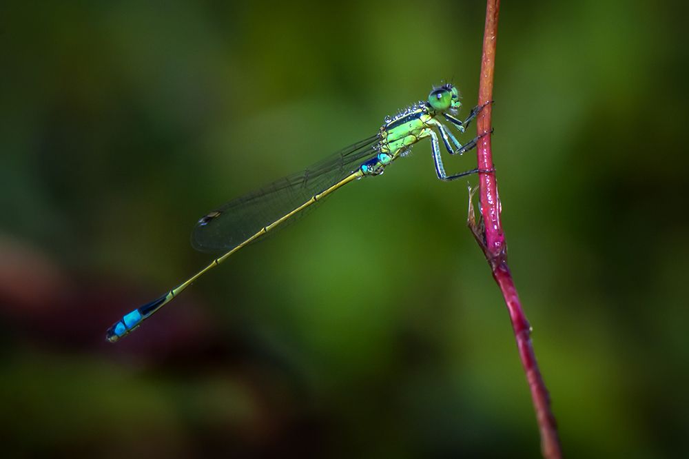 Photograph by Octavio Do Nascimento