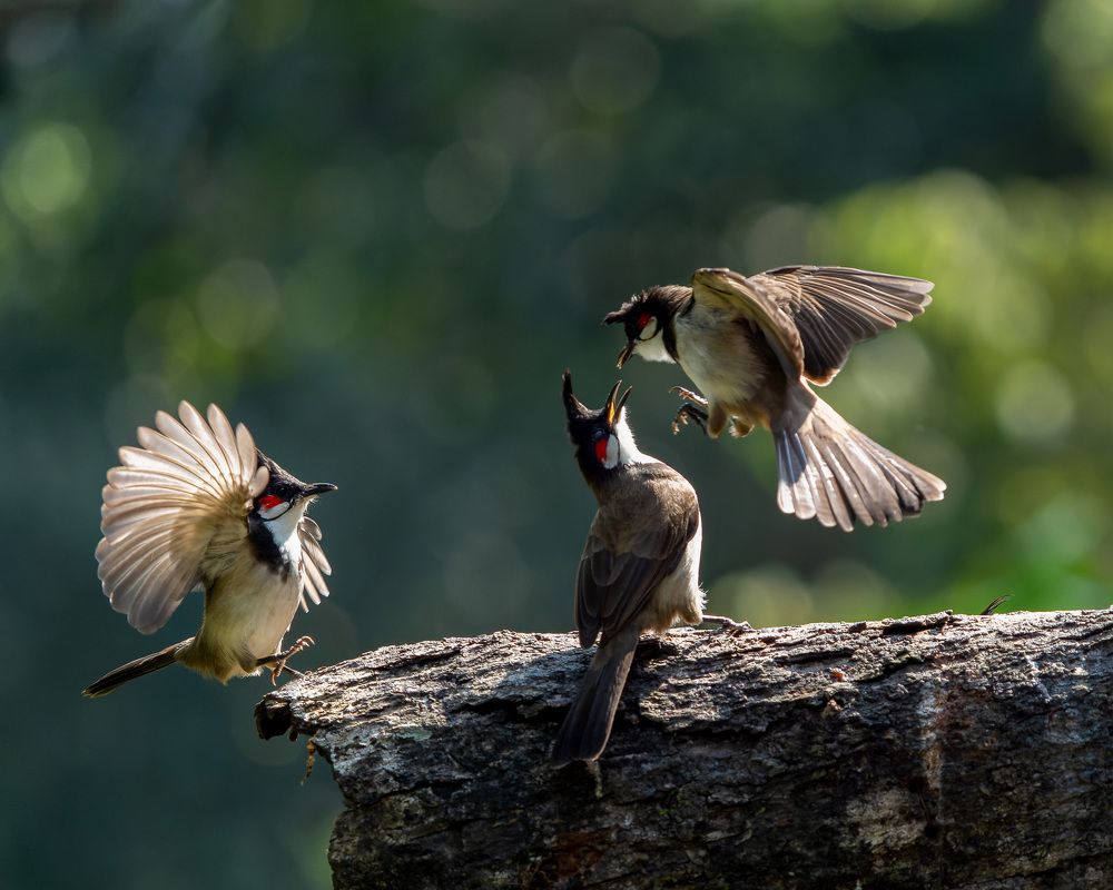 Photograph by Raju Nair