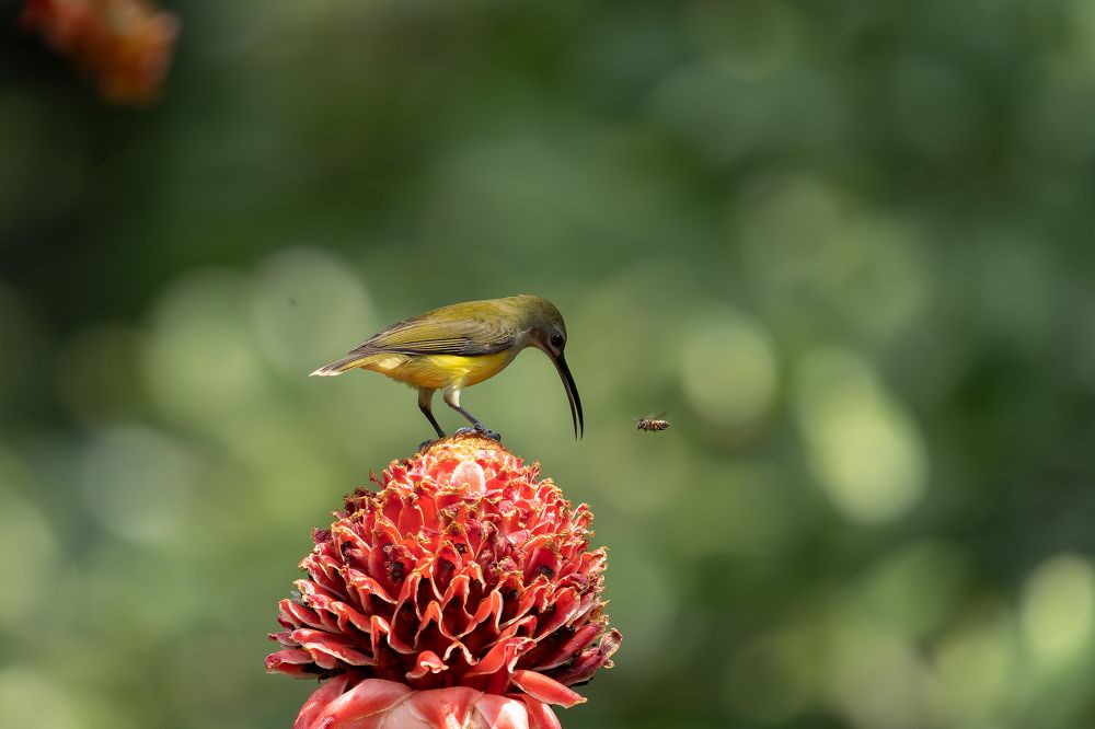 Фотография автора Raju Nair