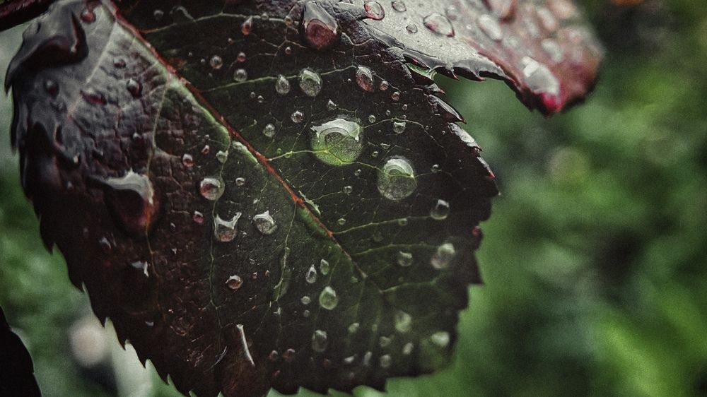 Photograph by Motion Paradox