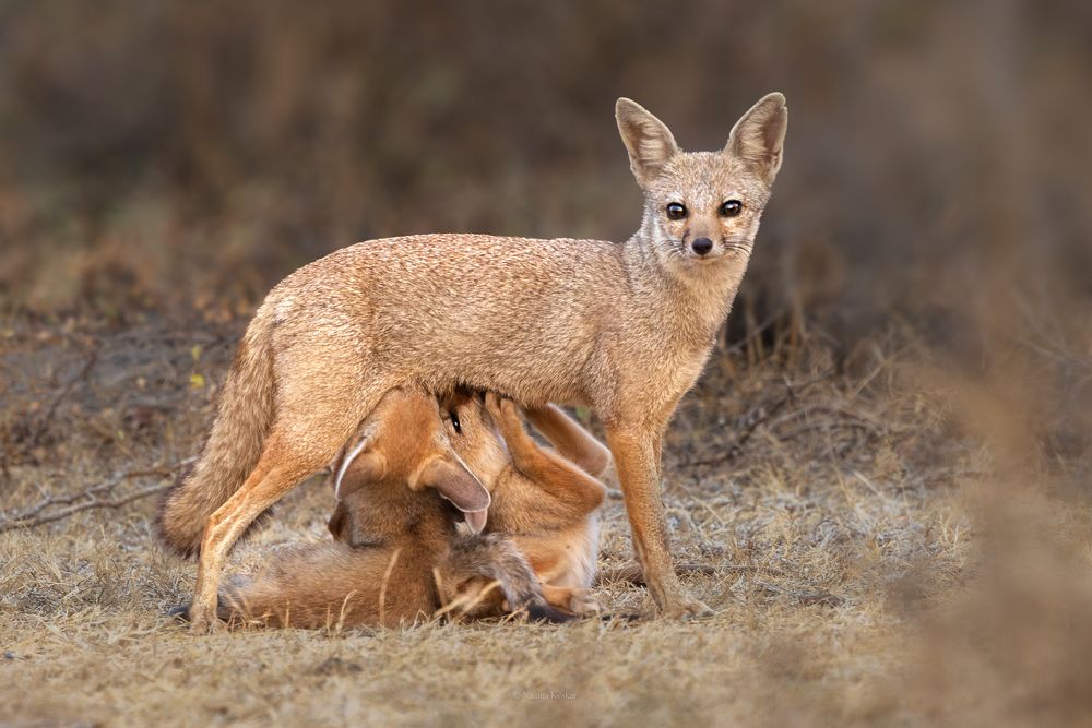 Alert yet tender moment!!