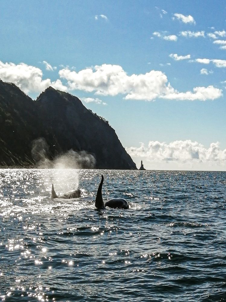 Orcas