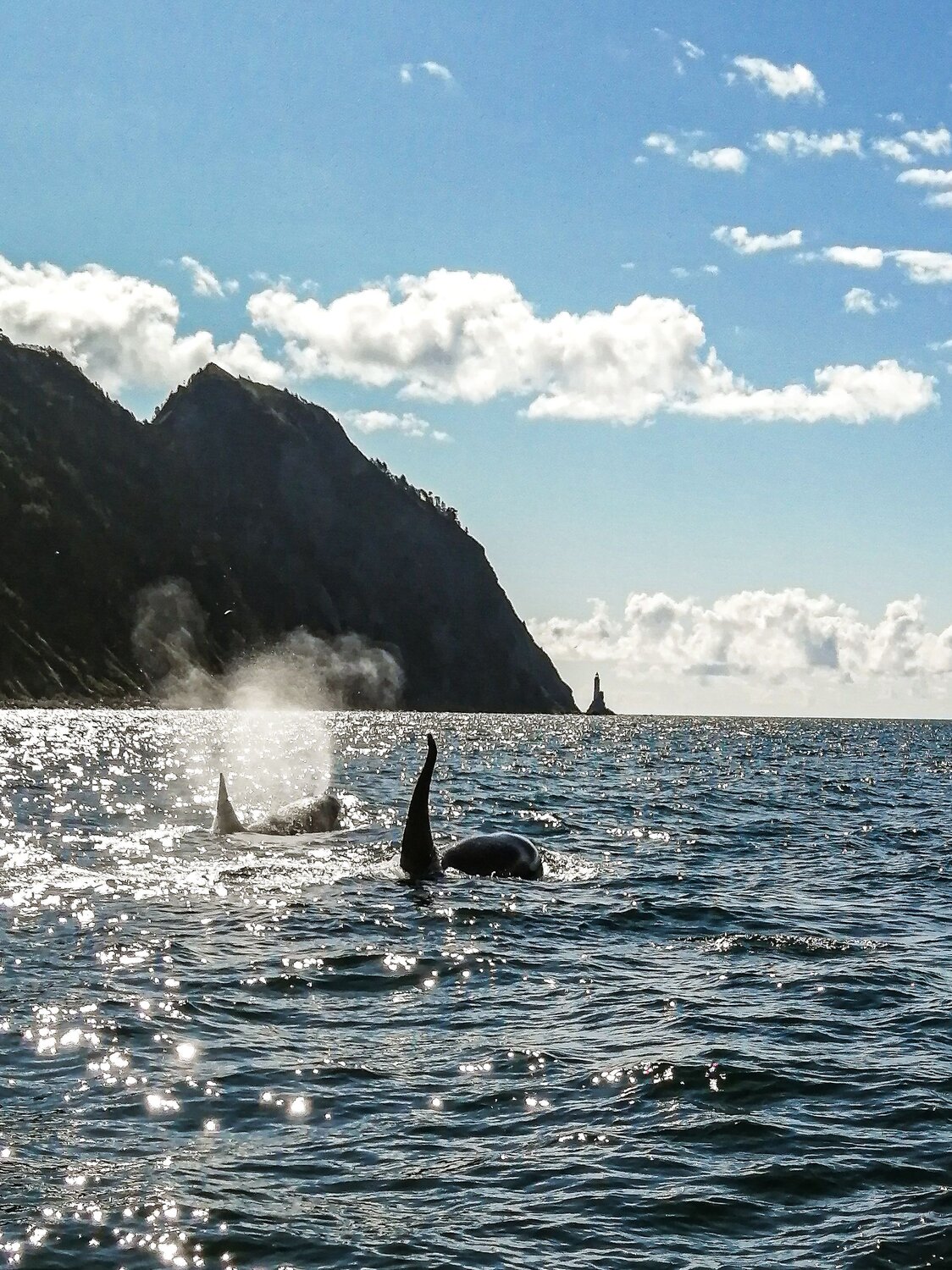 Orcas