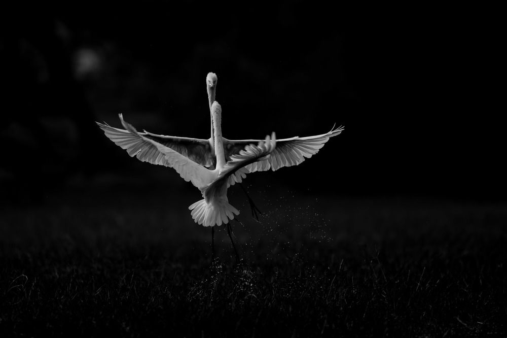 Photograph by Muhammed Zidan Photography