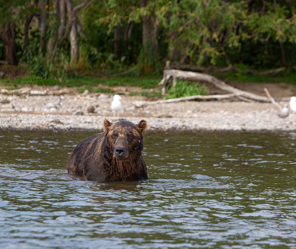 Photograph by Максин Александр