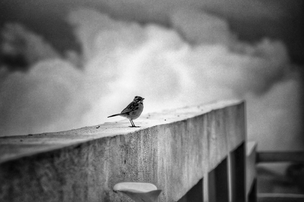 Photograph by Mauricio Mora Flores