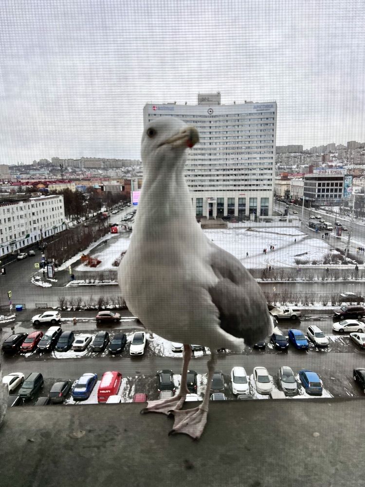 Фотография автора Komarov Svyatoslav