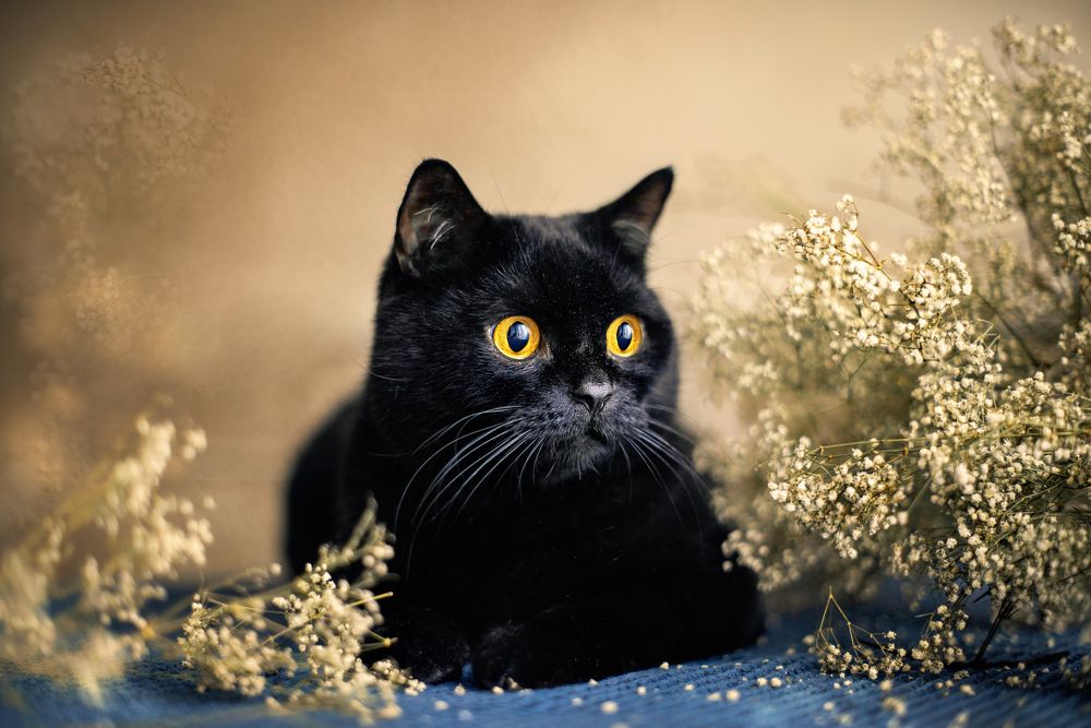 Photograph by Алена Теслюк