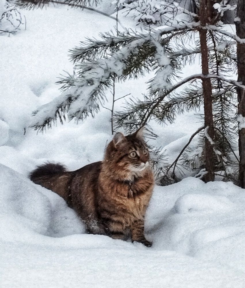 Photograph by Марина Тувышева-Чукавина