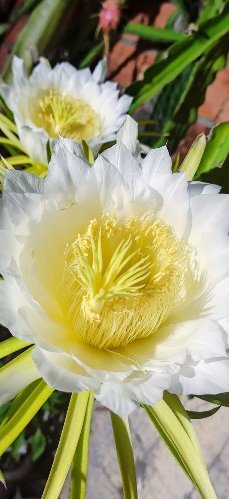 Flor de Pitaya