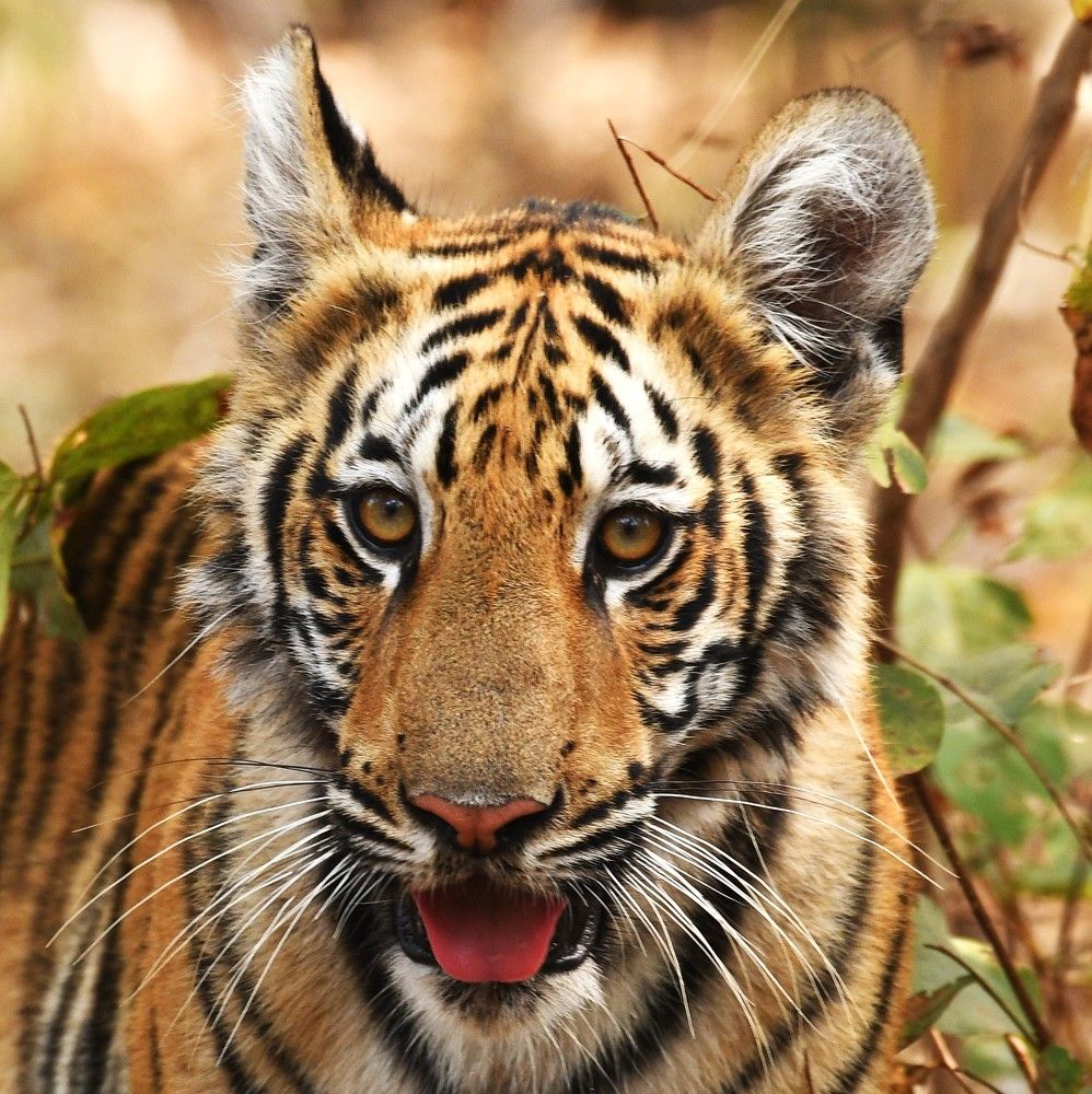 Photograph by Preet saluja