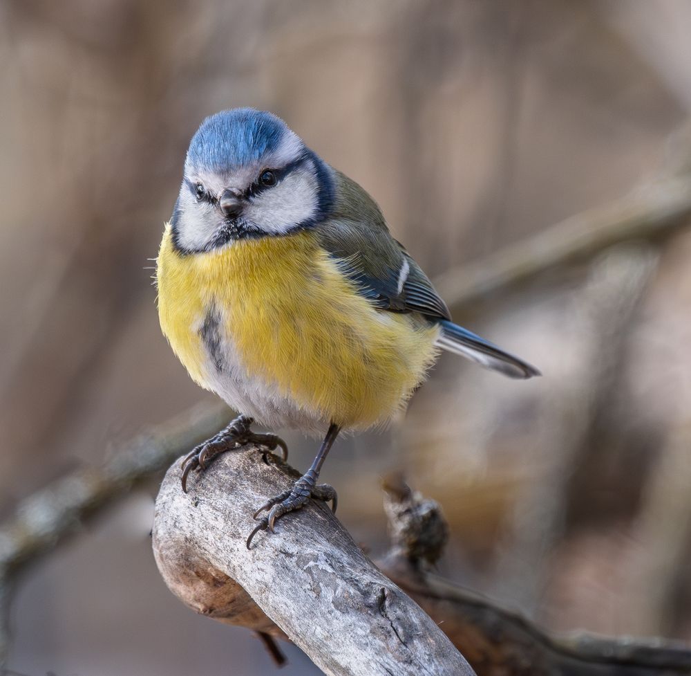 Этюды с лазоревкой