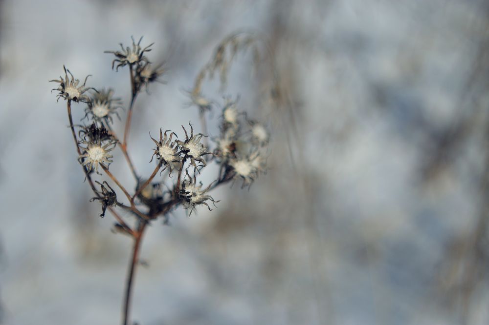 Зимние цветы