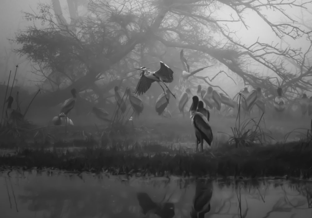 Фотография автора SUDIPTA CHKRABORTY