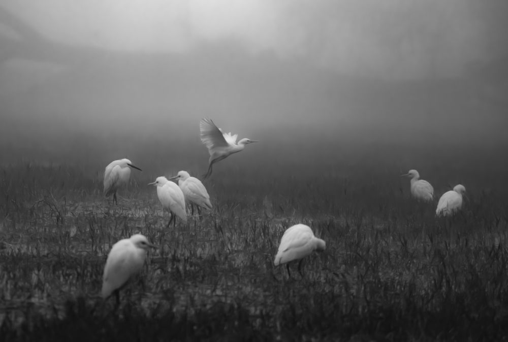 Фотография автора SUDIPTA CHKRABORTY