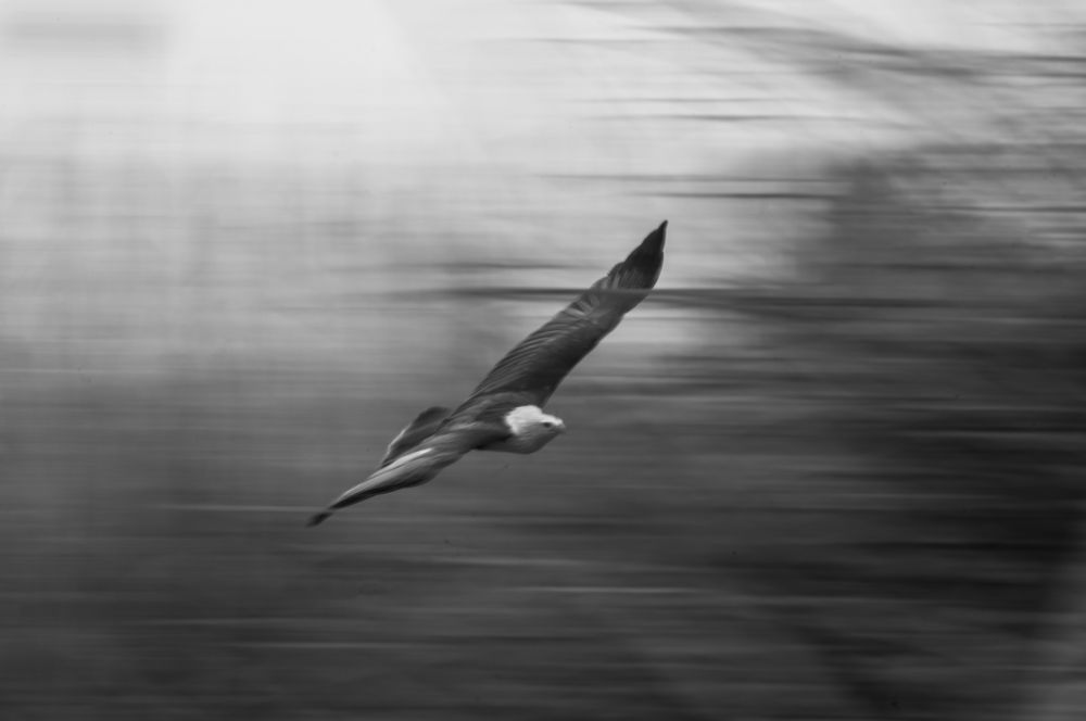 Фотография автора SUDIPTA CHKRABORTY