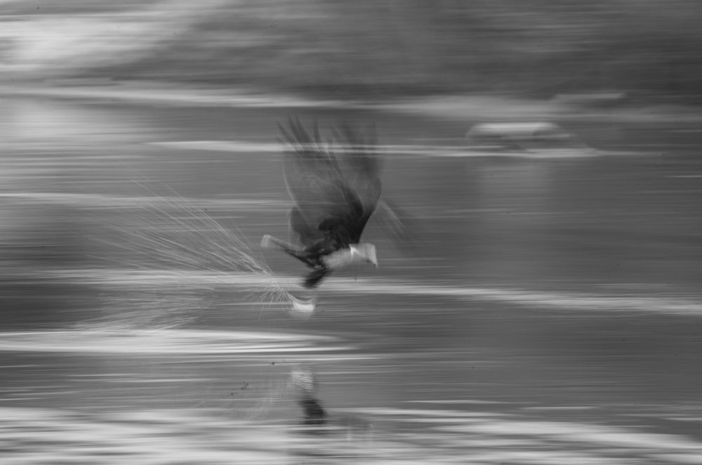 Фотография автора SUDIPTA CHKRABORTY