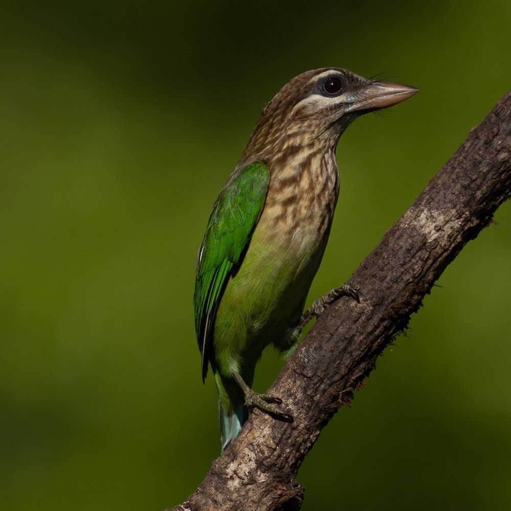 Photograph by Amrutesh Gopal