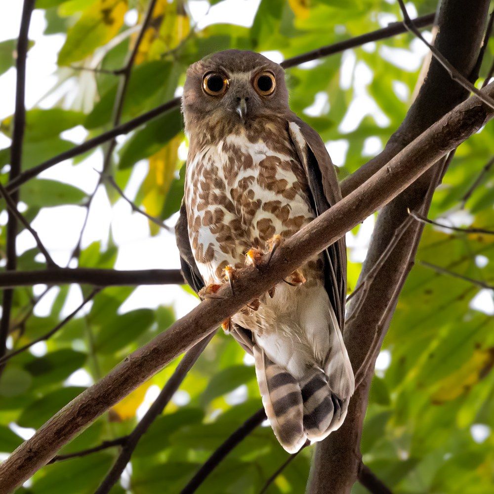 Photograph by Amrutesh Gopal