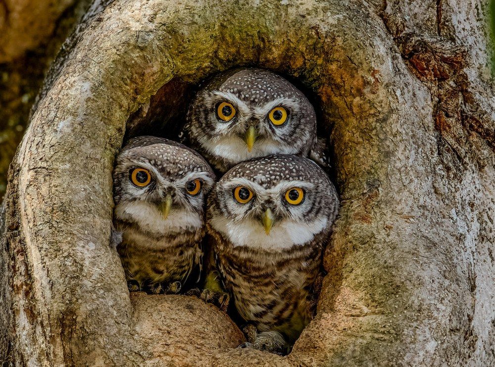 Photograph by Amrutesh Gopal