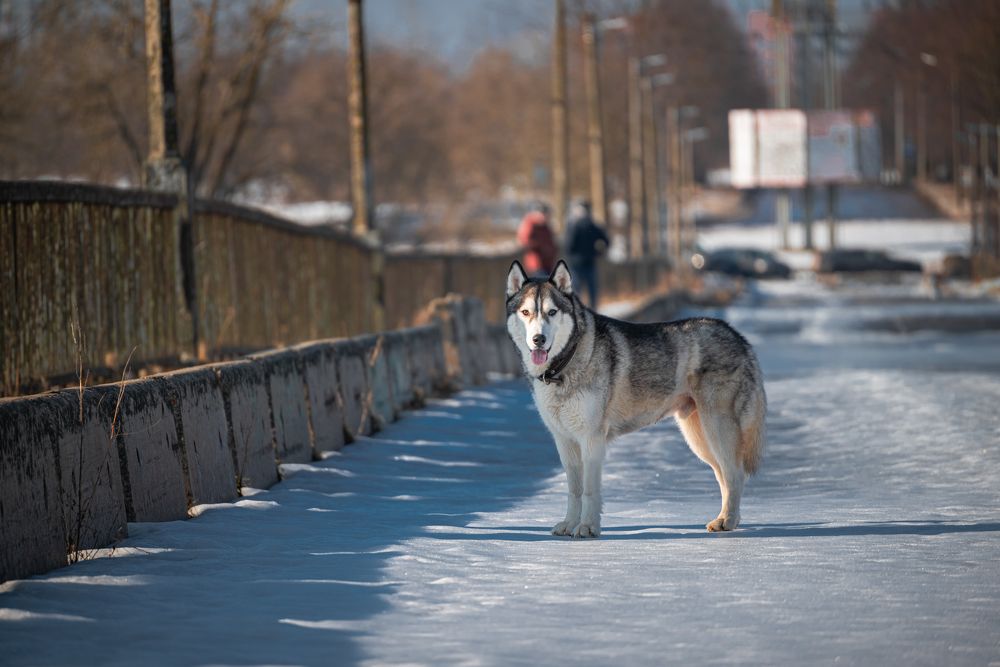 Photograph by Сергей Зимин