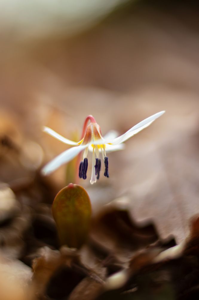 Photograph by Enescu Mihaela