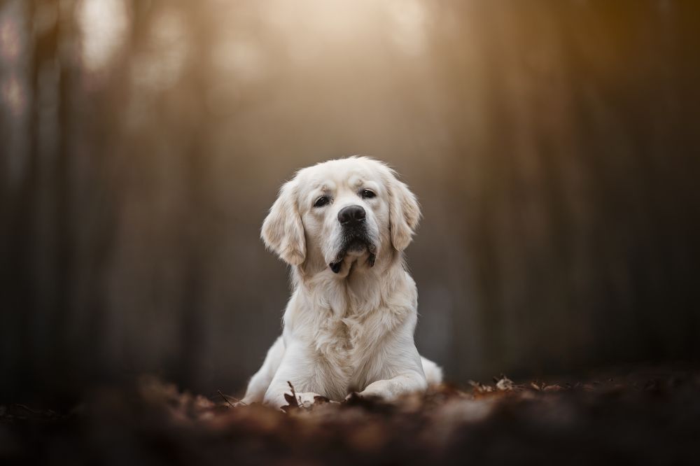 Photograph by Nikol Kopp