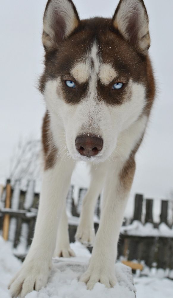 Фотография автора Созвездие собак. Constellation O Dogs