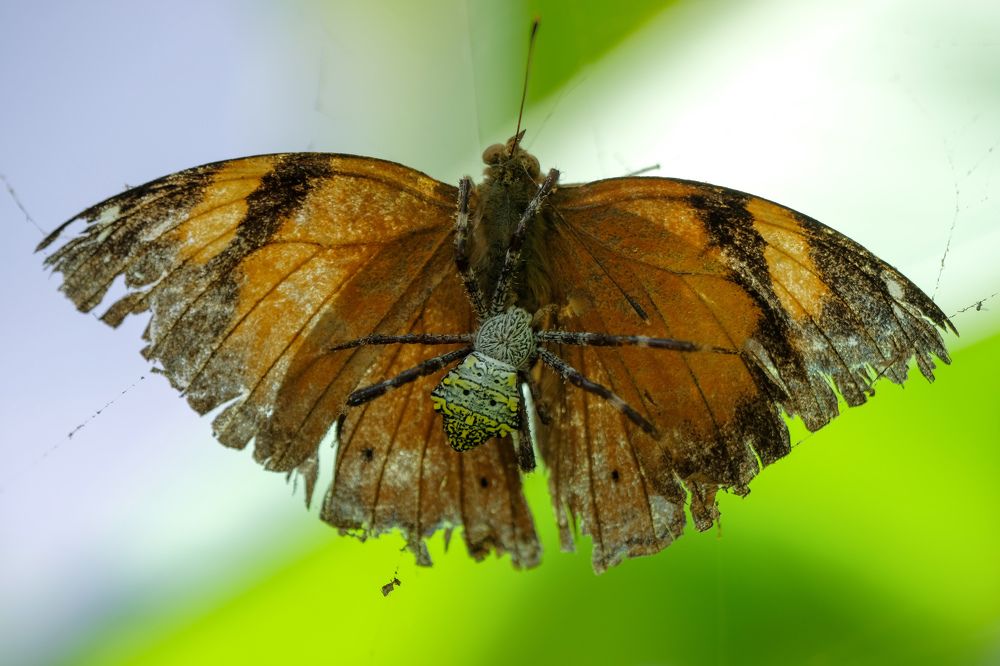 Photograph by catur handoko