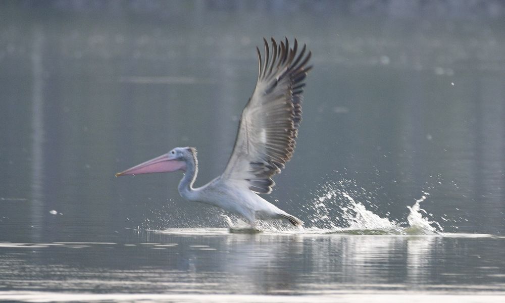 Photograph by Anantha ramu Mudagandur