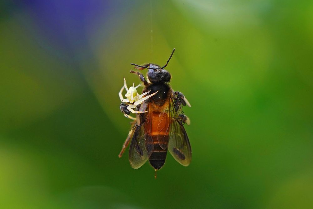 Фотография автора Siddharajsinh Solanki