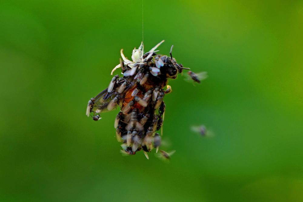 Фотография автора Siddharajsinh Solanki