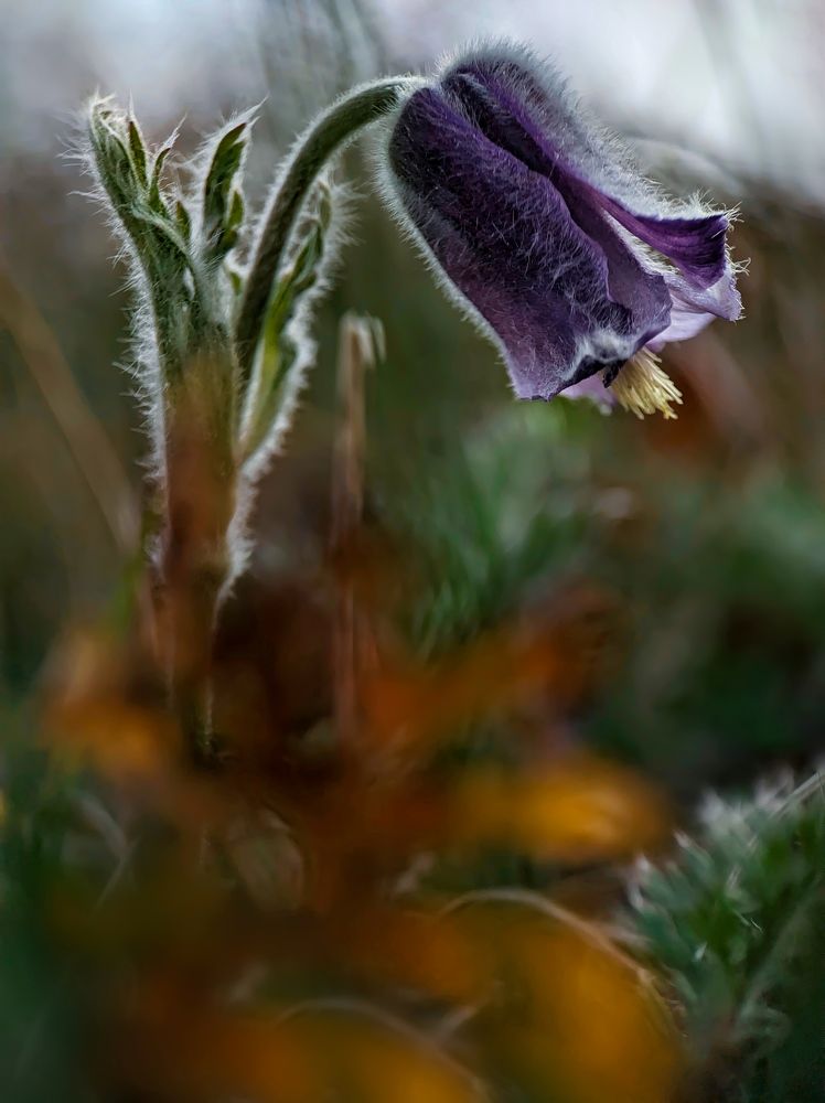 Pasque Flower
