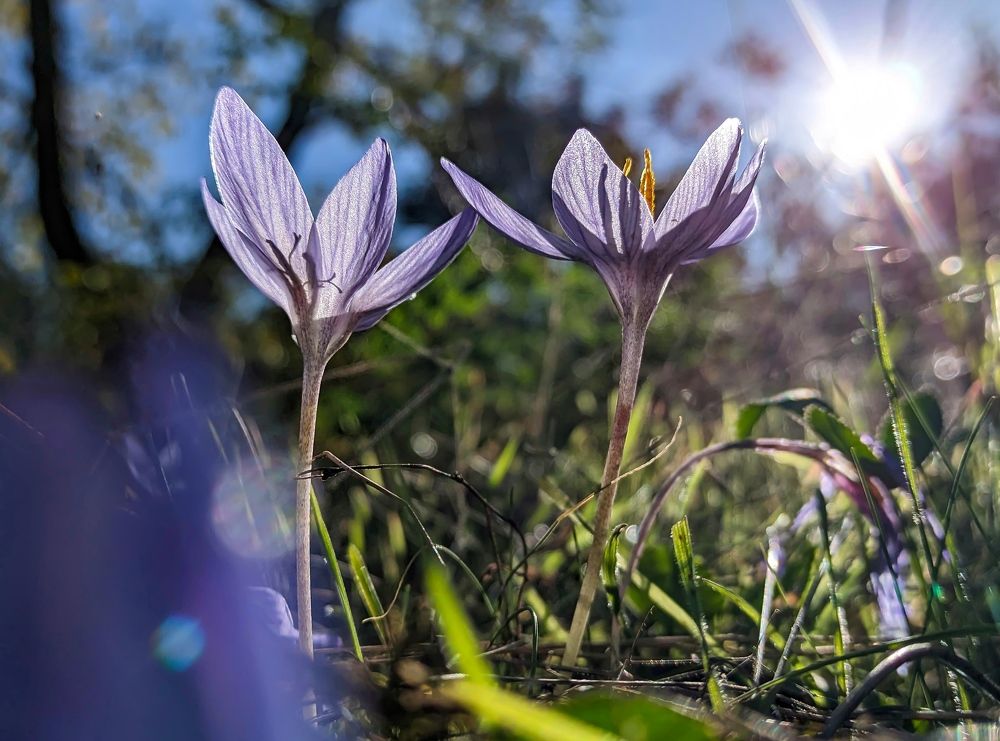 Bieberstein's Crocus (Crocus Speciosus)