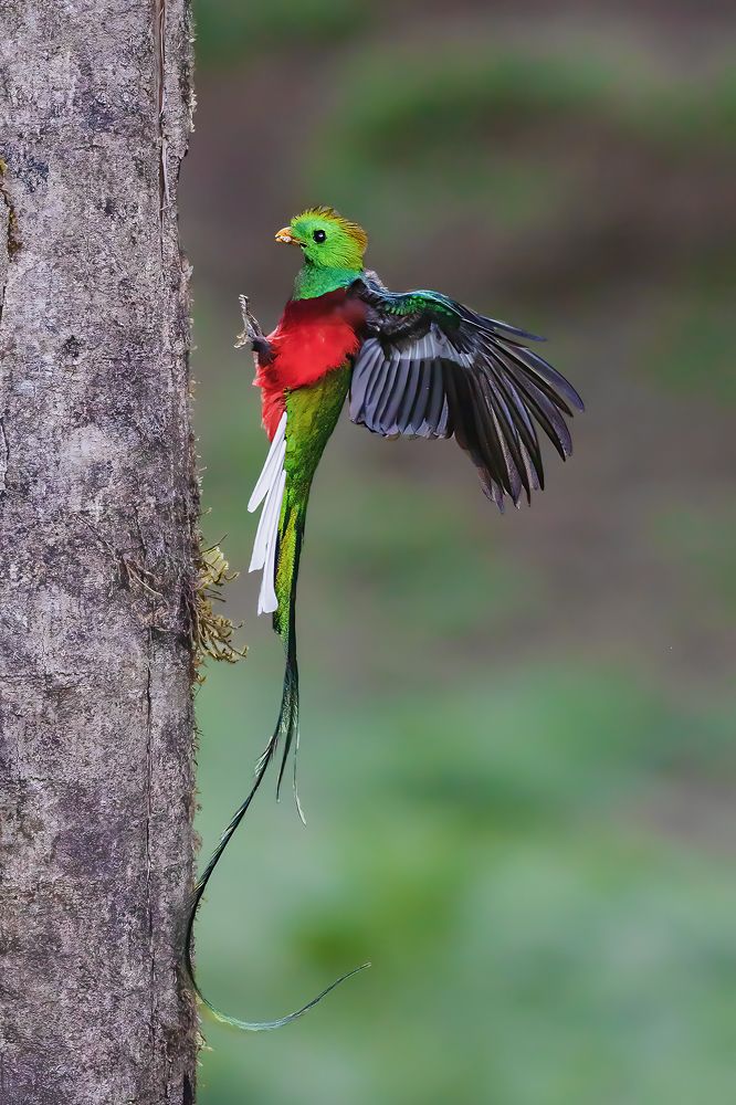 Resplendent quetzal....!