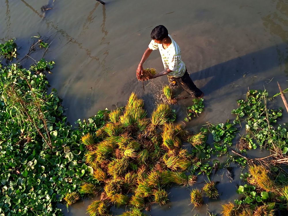 Photograph by Mohammed Rifatul Alam Siam