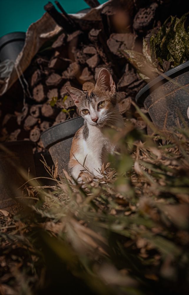 Photo #10469567
