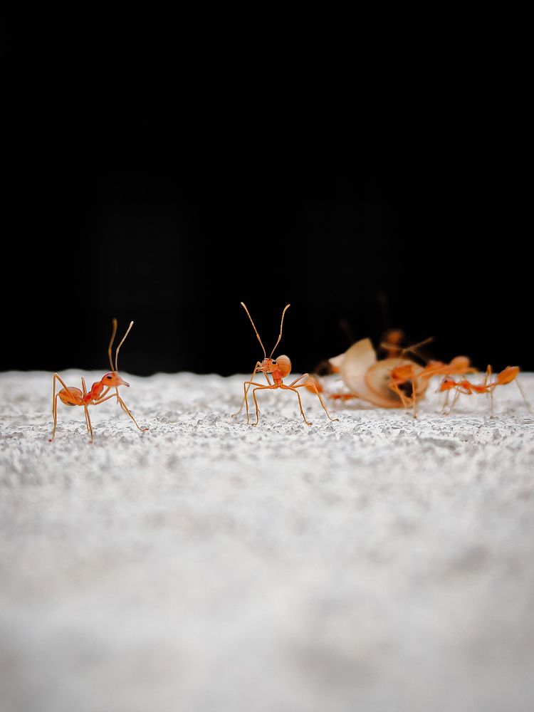 Orange Ants